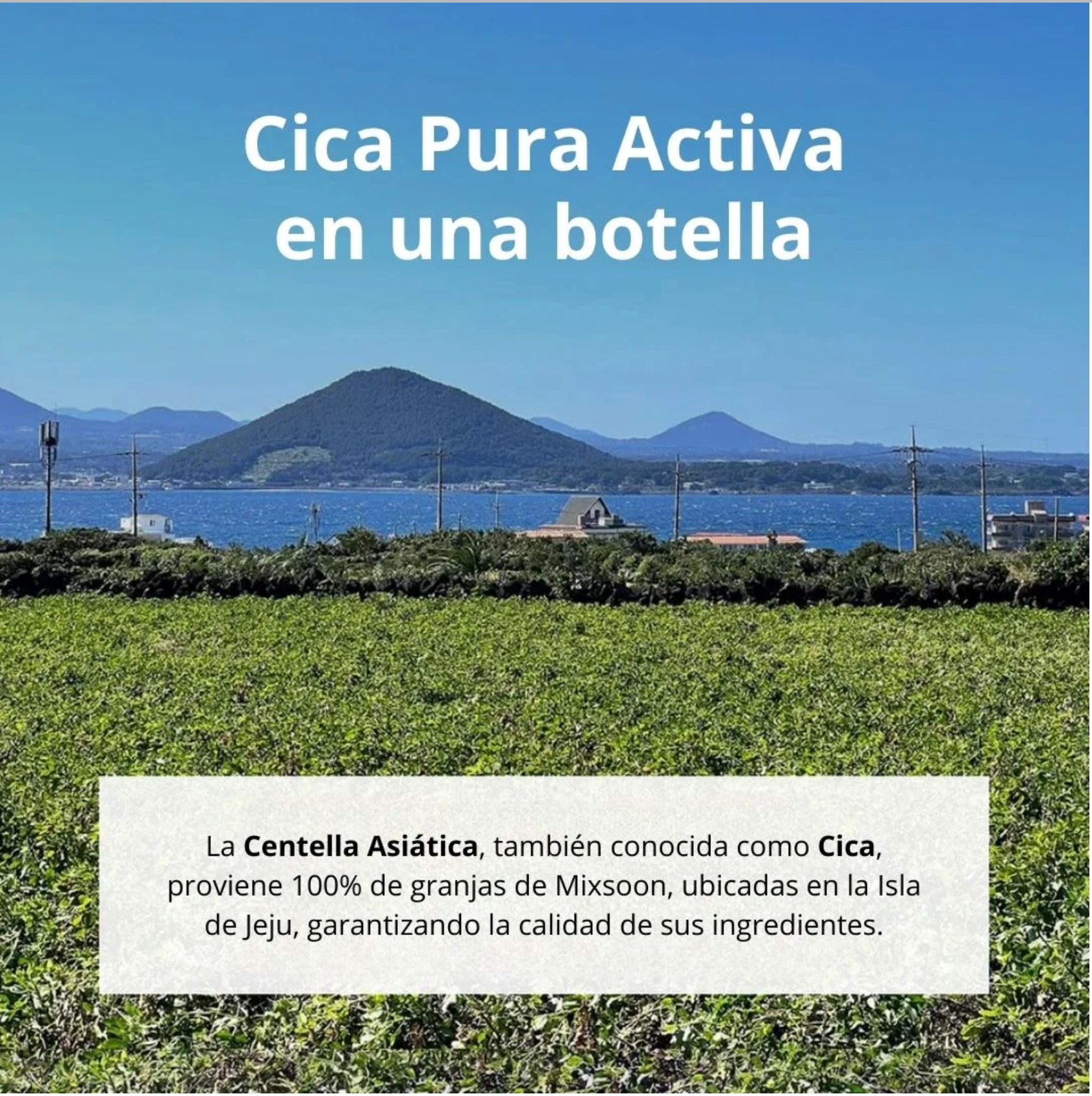 Mixsoon Esencia “Soondy Centella Asiatica Essence” 100ml