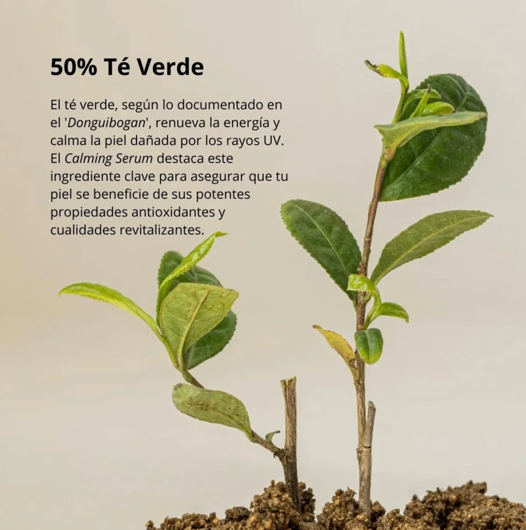 Beauty of Joseon Serum “Calming Serum: Green Tea + Panthenol”